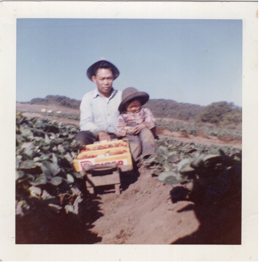 Mariano Fallorina Sr. and his son Daniel picking strawberries of San Andreas Road in Watsonville.