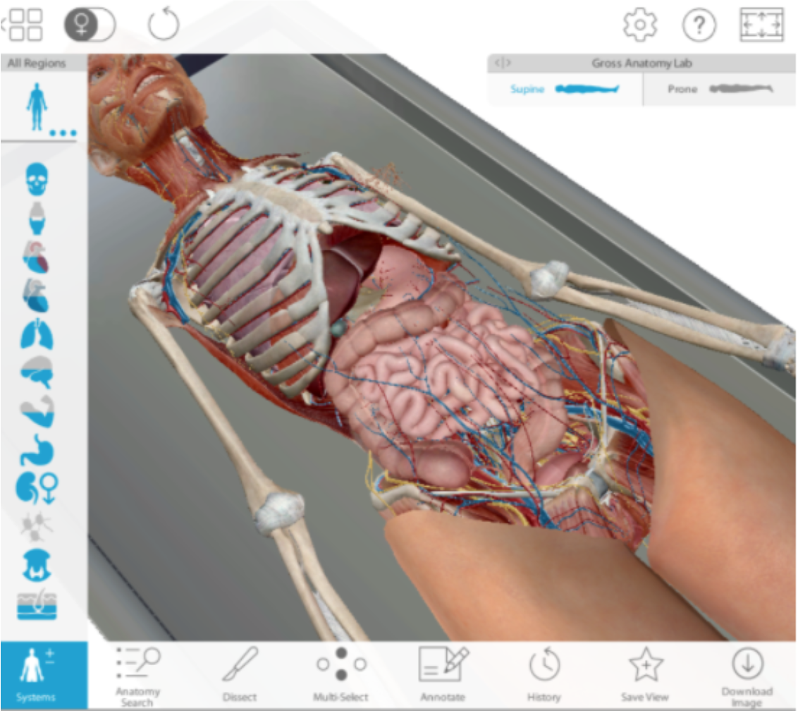 Sample view from the Human Anatomy Atlas app. It displays a 3D human cadaver with the body torso in mid-dissection to reveal the area's organs and systems including the intestinal track, blood vessels, and skeletal cavity. Also displays the platform tools used to manipulate and study the body.