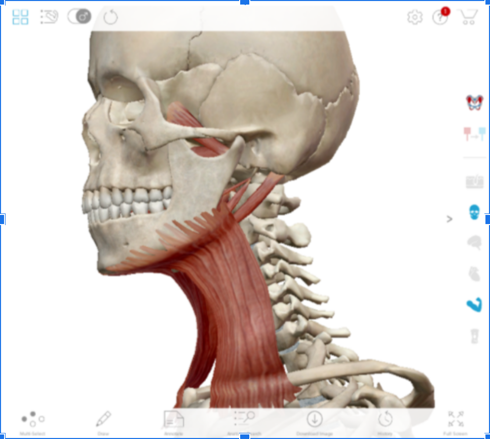 Sample from the Muscle Premium app platform displaying a 3D skeleton of the head, neck and shoulder region of the body. Layered on top of the front of the skeleton are the muscles of the collarbone, throat, larynx and jaw. Platform tools displayed provide users with the ability to manipulate the view of the body and muscles to achieve a detailed look at the area of study.